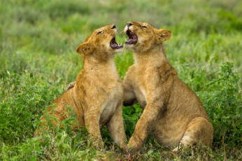 Картинка животные львы братаны песня