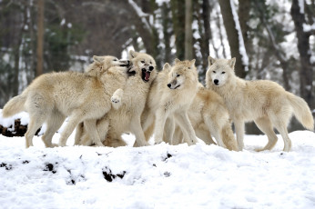 Картинка животные волки игра белые стая