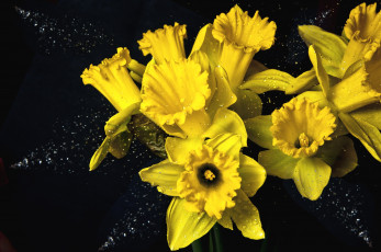 Картинка цветы нарциссы брызги желтый