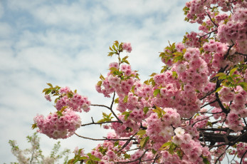Картинка цветы сакура вишня дерево цветение весна