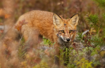 Картинка животные лисы охота рыжая