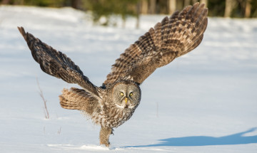 Картинка животные совы крылья снег