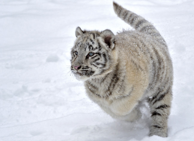 Обои картинки фото животные, тигры, бег, снег, тигренок