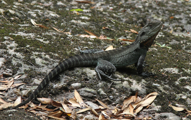 Обои картинки фото australian, water, dragon, животные, Ящерицы, игуаны, вараны, трава, хвост, ящерица, взгляд