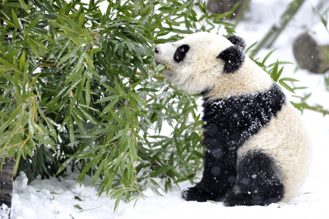 Обои картинки фото животные, панды, снег, мишка, бамбук
