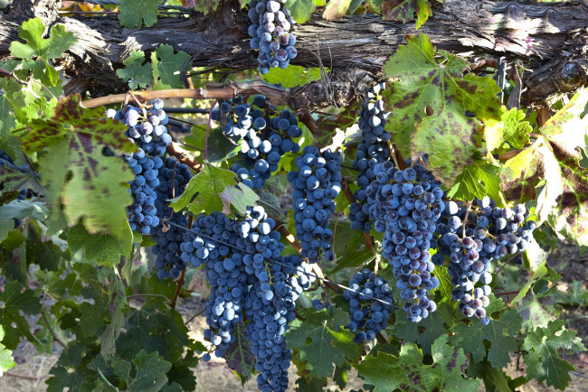 Обои картинки фото природа, Ягоды, виноград, лоза, синий