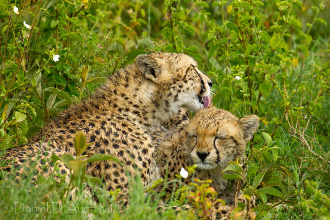 Обои картинки фото животные, гепарды, трава, материнство, детёныш, кошки