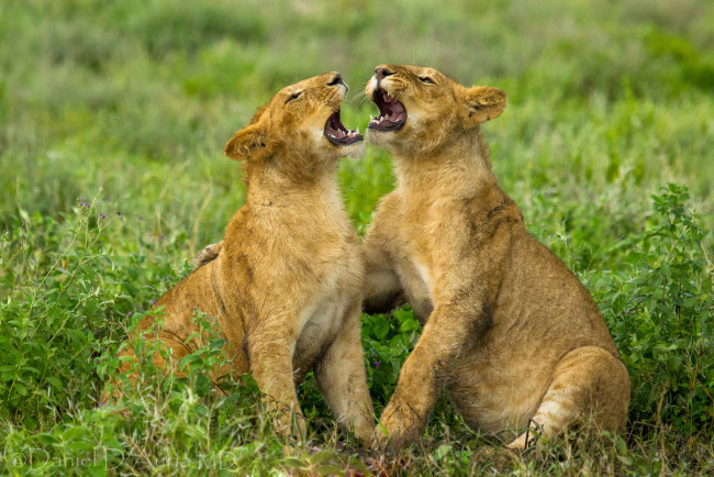 Обои картинки фото животные, львы, братаны, песня