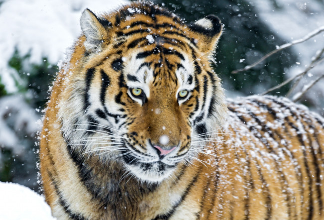Обои картинки фото животные, тигры, портрет, снег