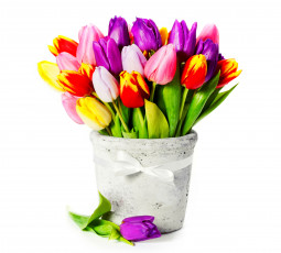 Картинка цветы тюльпаны ваза букет белый фон