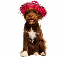 Картинка животные собаки шляпа собака белый фон
