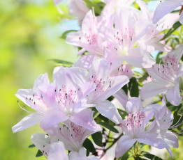 Картинка цветы рододендроны+ азалии розовая азалия листья