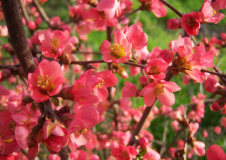 Картинка цветы айва веточки куст розовые много