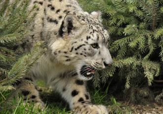 Картинка животные снежный+барс+ ирбис кусты леопард трава