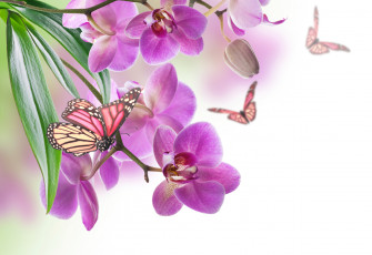 обоя разное, компьютерный дизайн, орхидея, бабочка, природа, цветок, лист, лепестки
