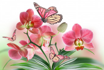 обоя разное, компьютерный дизайн, орхидея, бабочка, природа, цветок, лепестки