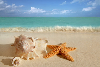 обоя разное, ракушки,  кораллы,  декоративные и spa-камни, море, пляж, песок