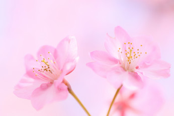 Картинка цветы цветущие+деревья+ +кустарники розовые вишня фон