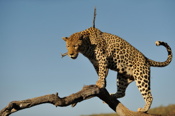 Картинка животные леопарды небо бревно кошка