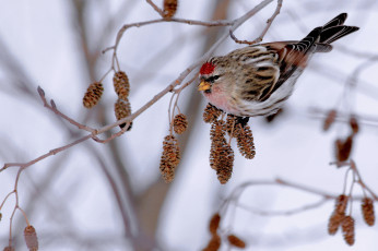 Картинка животные птицы птица ветка ольха зима еда