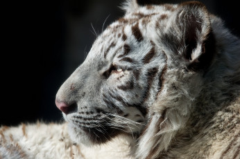 Картинка животные тигры кошка тигренок белый мех профиль детеныш