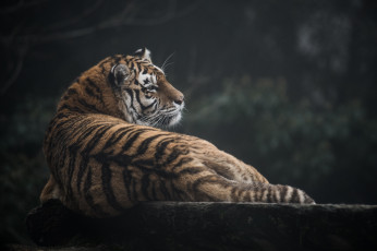 Картинка животные тигры отдых мех полосы профиль кошка