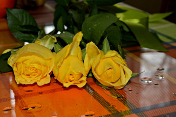 Картинка цветы розы букет желтые