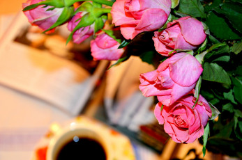 Картинка цветы розы розовые кофе
