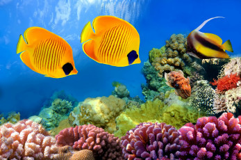 Картинка животные рыбы ocean подводный мир тропические