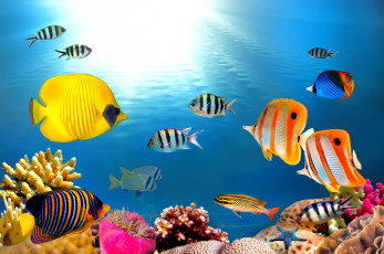 обоя животные, рыбы, тропические, подводный, мир, ocean