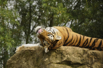 Картинка животные тигры камень амурский тигр отдых
