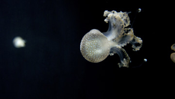 Картинка животные медузы прозрачная