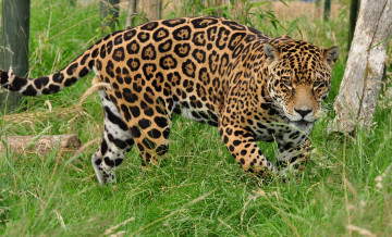 Картинка животные леопарды трава взгляд леопард