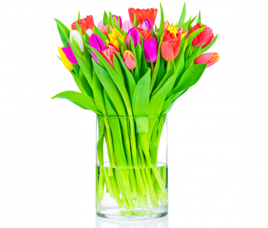 Обои картинки фото цветы, тюльпаны, ваза, белый, фон