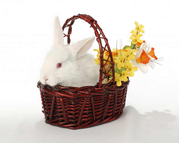 Обои картинки фото животные, кролики,  зайцы, easter, цветы, пасха, корзина, кролик