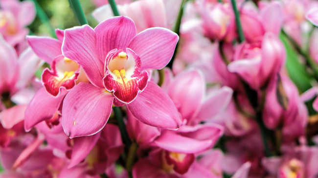 Обои картинки фото цветы, орхидеи, розовая, орхидея