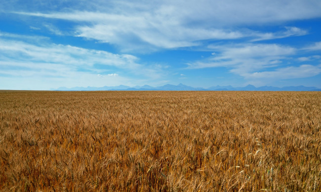 Обои картинки фото природа, поля, пшеница, поле, небо