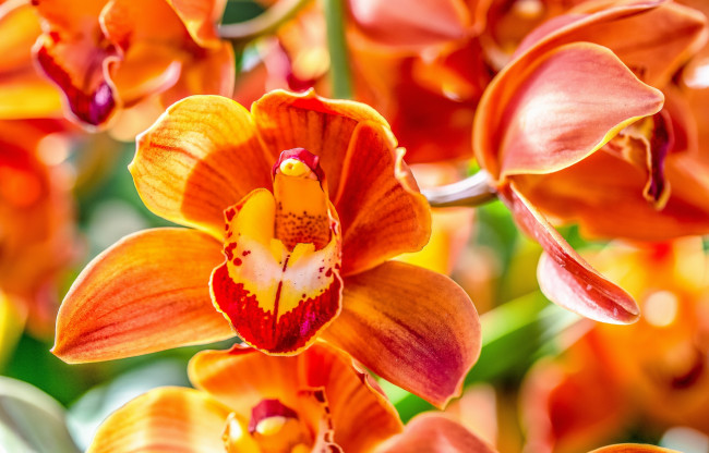 Обои картинки фото цветы, орхидеи, оранжевые, макро, ярко