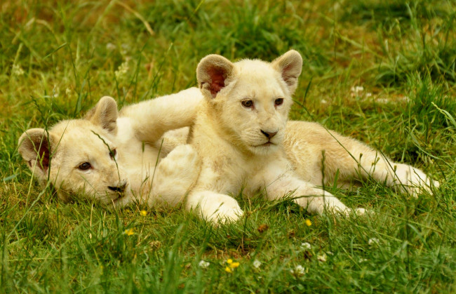 Обои картинки фото животные, львы, два, белых, львенка, трава
