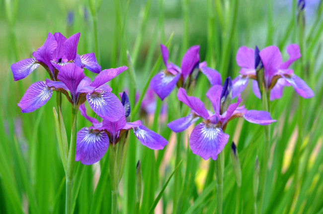 Обои картинки фото цветы, ирисы, листья, фиолетовый, ирис