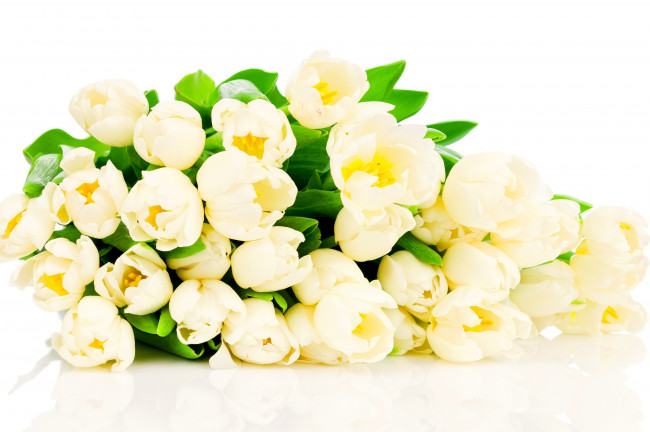 Обои картинки фото цветы, тюльпаны, белые, белый, фон