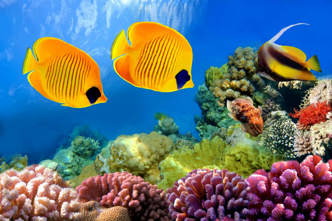 Обои картинки фото животные, рыбы, ocean, подводный, мир, тропические