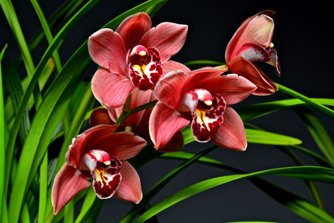 Обои картинки фото цветы, орхидеи, темный, фон, розовая, орхидея