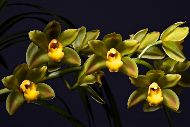Обои картинки фото цветы, орхидеи, темный, фон, зеленая, орхидея