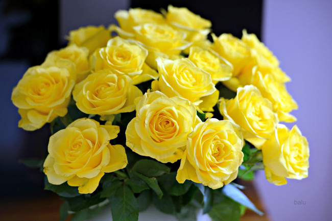 Обои картинки фото цветы, розы, желтый