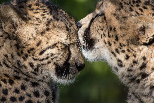 Обои картинки фото животные, гепарды, пара, забота, любовь, дружба