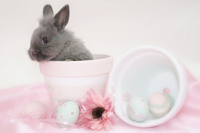 Обои картинки фото животные, кролики,  зайцы, кролик, пасха, яйцо, easter, горшок, цветок