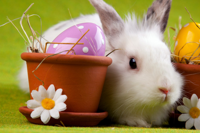 Обои картинки фото животные, кролики,  зайцы, кролик, пасха, яйцо, easter, ромашка, горшок
