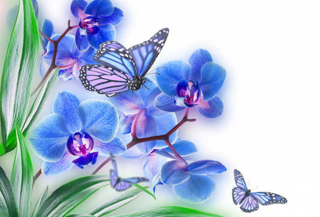 Обои картинки фото разное, компьютерный дизайн, орхидея, бабочка, природа, цветок, лепестки, лист