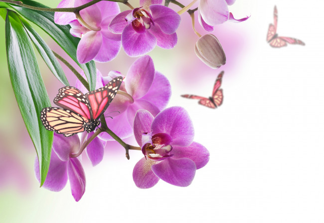 Обои картинки фото разное, компьютерный дизайн, орхидея, бабочка, природа, цветок, лист, лепестки